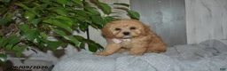 Cavapoo dogs for sale: Melody - Ad 1