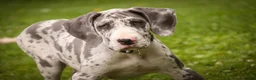 Great Dane dogs for sale: Stella - Ad 1