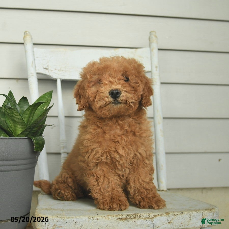 Mini Goldendoodle dogs Cleo - Ad 1
