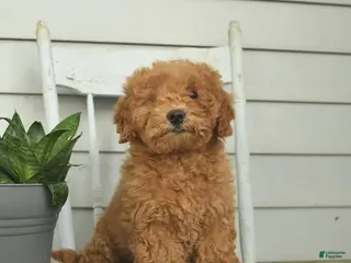 Mini Goldendoodle dogs for sale: Cleo - Ad 2