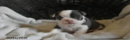 Frenchton dogs for sale: Romeo - Ad 3