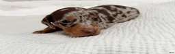 Miniature Dachshund dogs for sale: Miniature Dachshund Puppy 1 - Ad 3