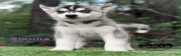 Siberian Husky dogs for sale: Sienna - Ad 4