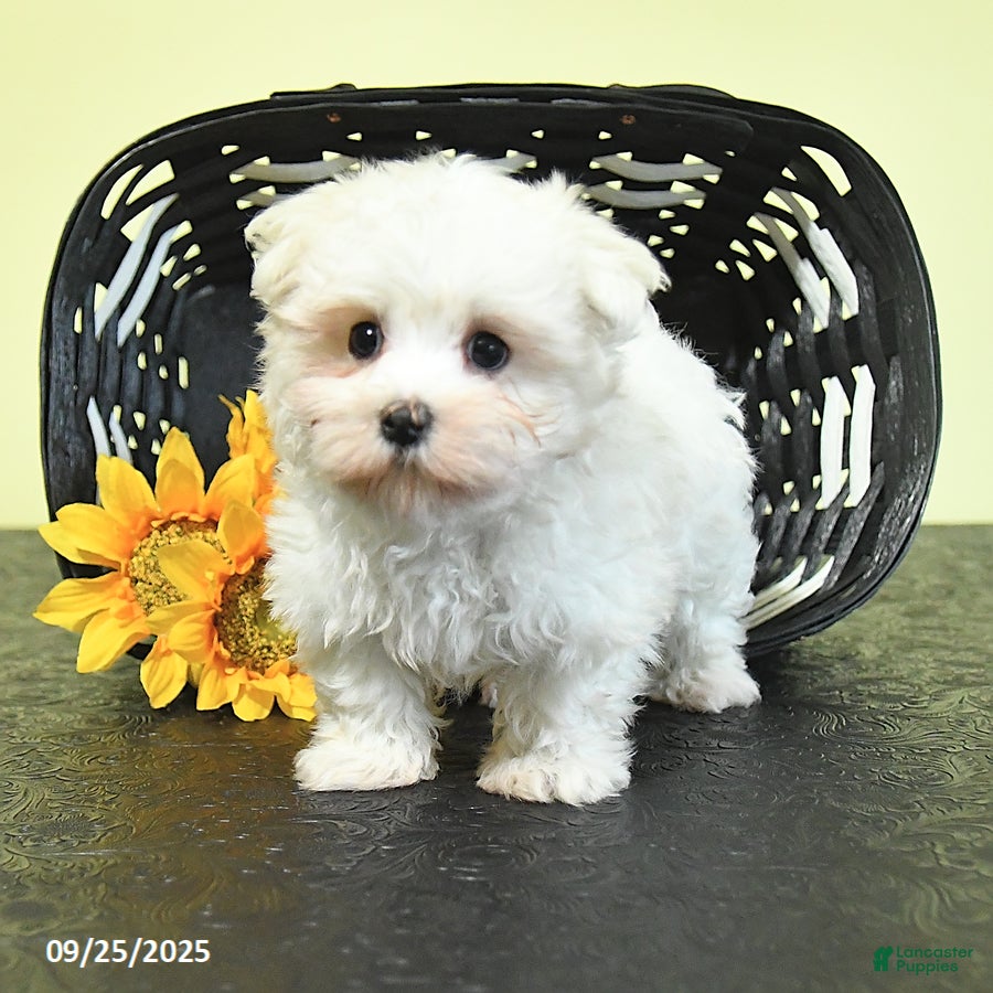Maltese Puppies for sale under $1000 Lancaster Puppies