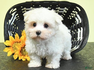 Maltese dogs - Ad 28