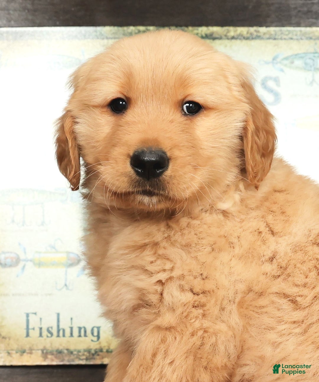 Golden Retriever dogs for sale: Floyd - Ad 9
