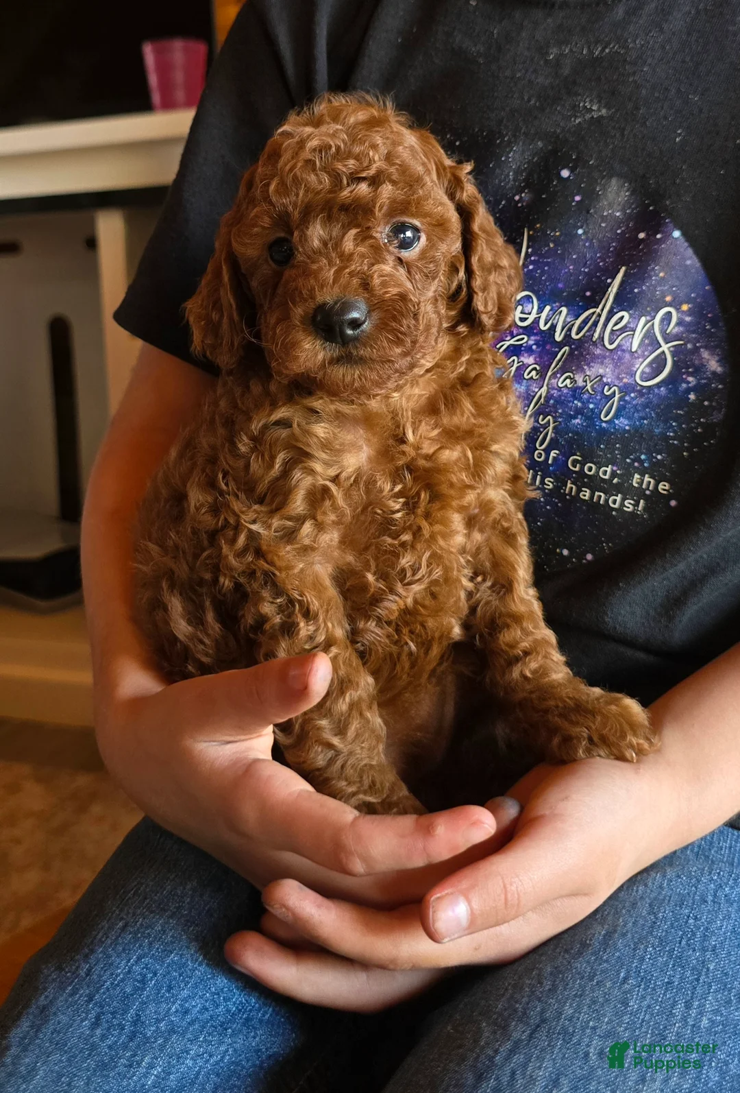 Miniature Poodle dogs for sale: Mini Lola - Ad 22