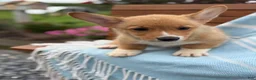 Welsh Corgi Pembroke dogs for sale: Jasper - Ad 7