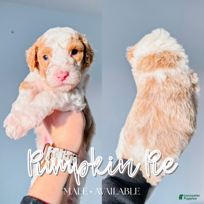 Mixed Breed dogs Pumpkin Pie - Ad 15