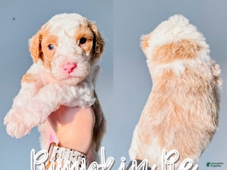 Mixed Breed dogs Pumpkin Pie - Ad 15