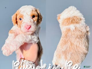 Mixed Breed dogs Pumpkin Pie - Ad 38