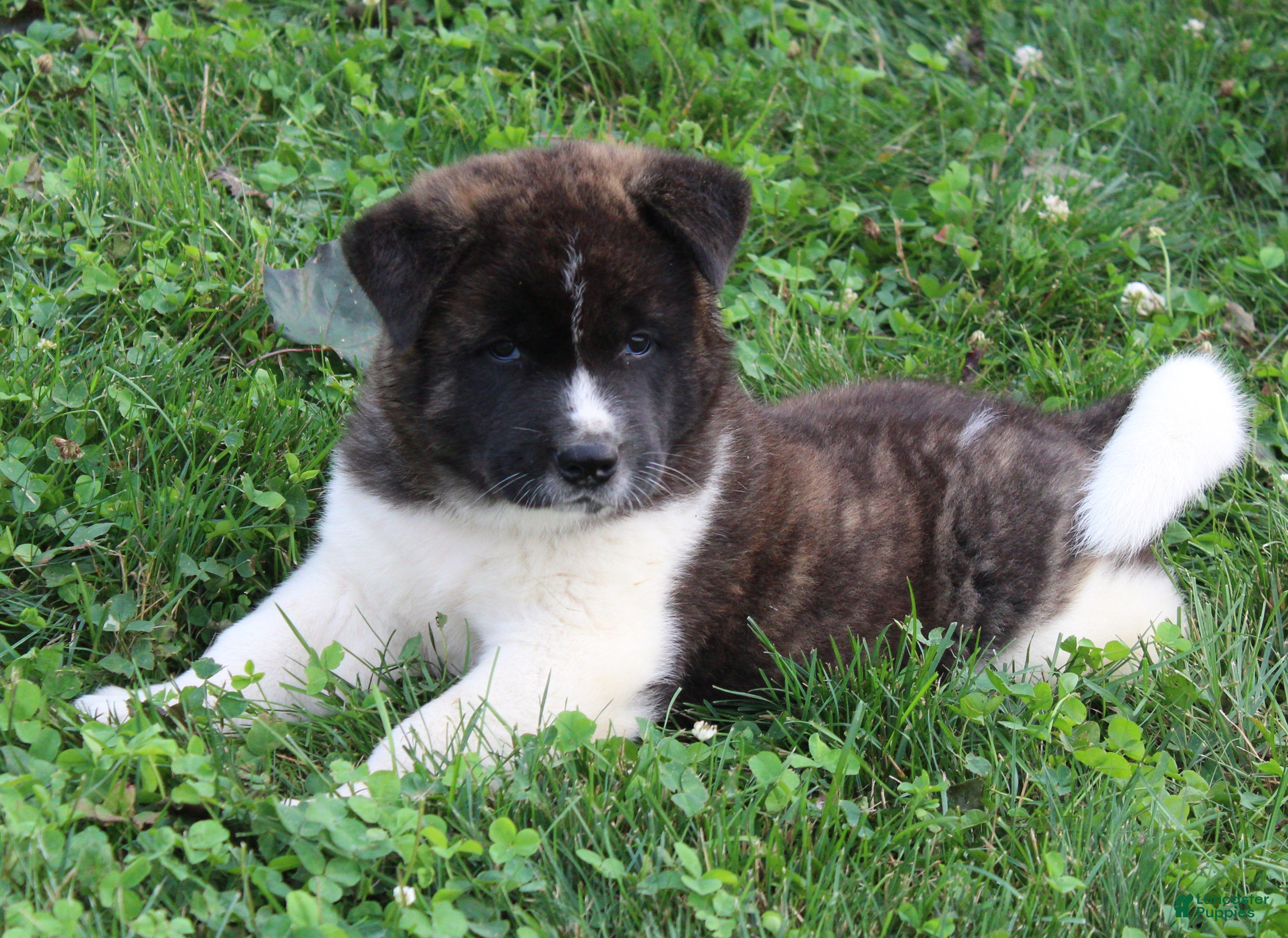 Akita dogs Akita 2 - Ad 2