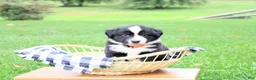 Miniature Australian Shepherd dogs for sale: Archer - Ad 4