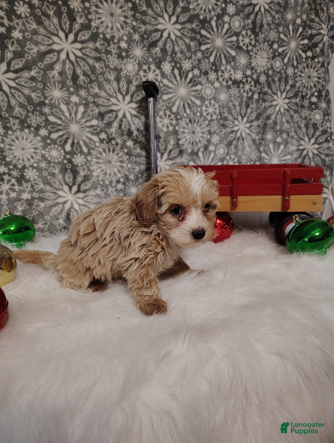 Maltipoo dogs for sale: Ivy - Ad 6