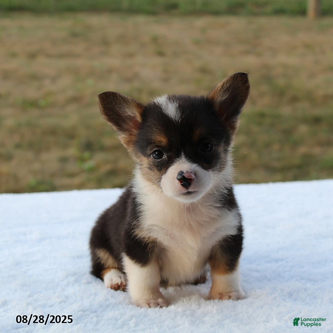 Christmas Sweater Pull De Noel Musical Renne Pull Noel Musical