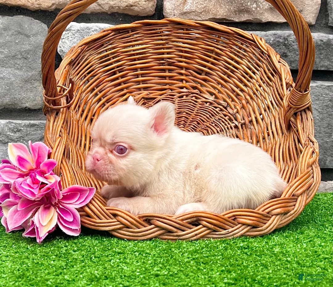 French Bulldog dogs for sale: Candi Pink - Ad 7