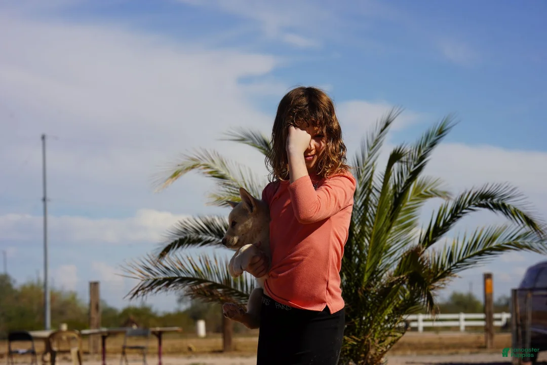 Mixed Breed dogs for sale: Toes M Cream - Ad 9