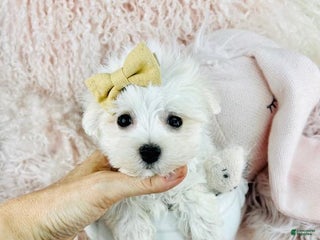 Maltese dogs - Ad 14