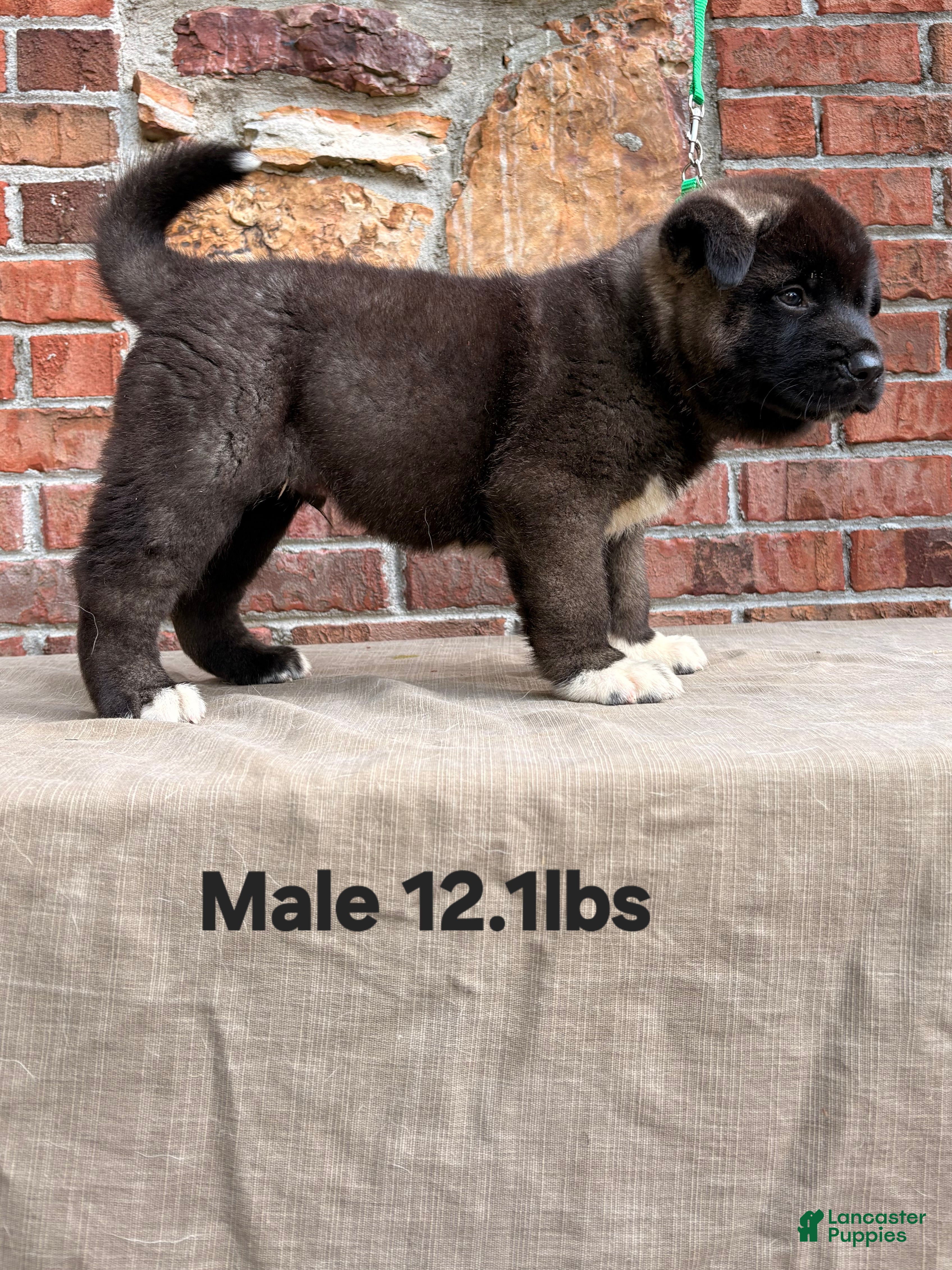 Akita dogs Akita Puppy 5 - Ad 1
