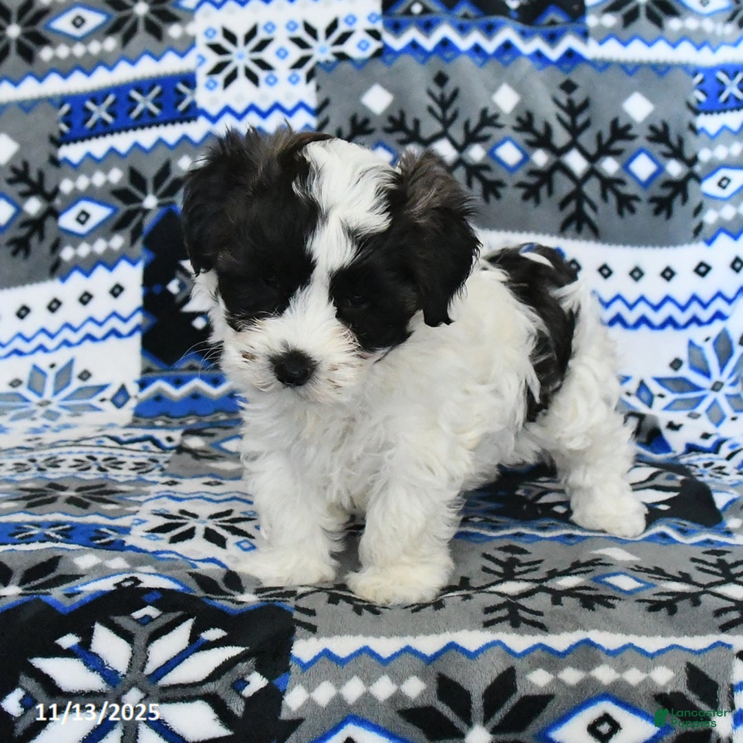 Cavachon dogs for sale: Lexy - Ad 4