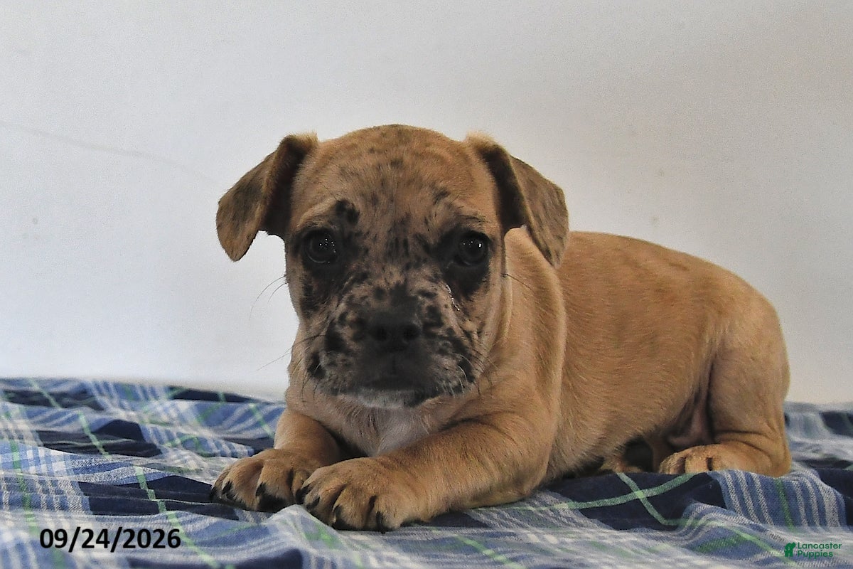 Mixed Breed dogs Lemon - Ad 1