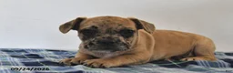 Mixed Breed dogs for sale: Lemon - Ad 1