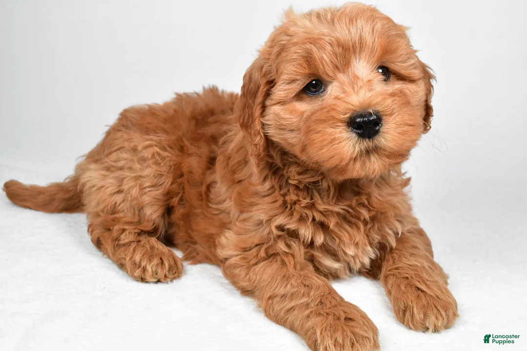 Mini Goldendoodle dogs for sale: Sterling  - Ad 8