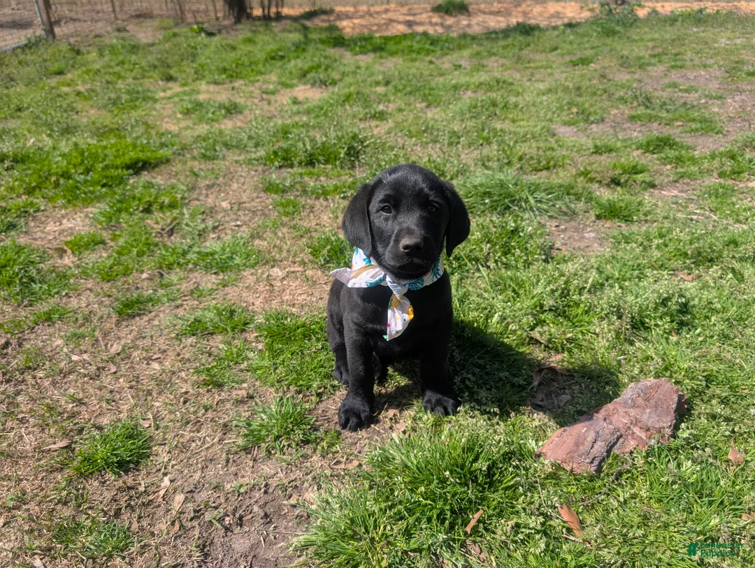 Labrador Retriever dogs for sale: Labrador Retriever Puppy 7 - Ad 2