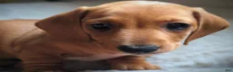 Miniature Dachshund dogs for sale: Frankie - Ad 13