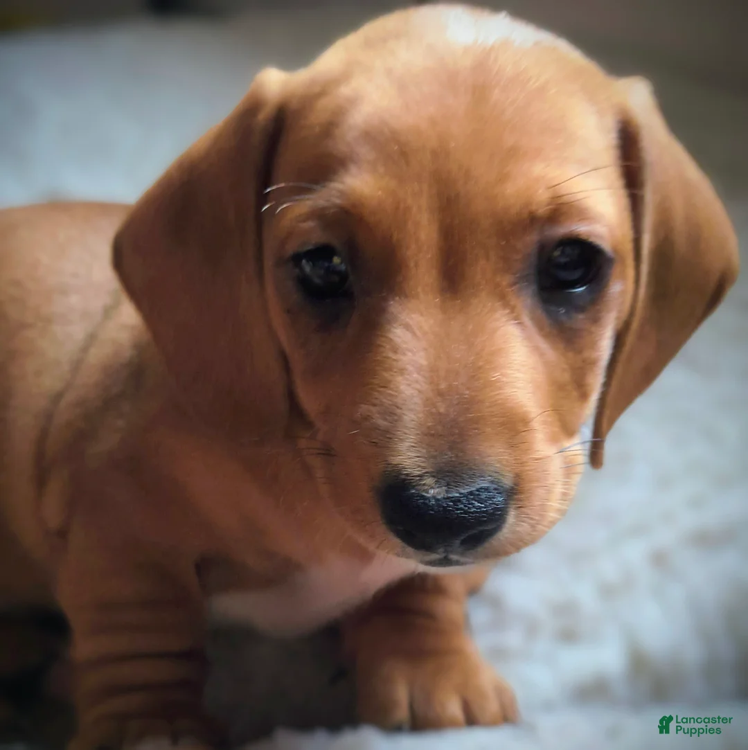Miniature Dachshund dogs for sale: Frankie - Ad 13