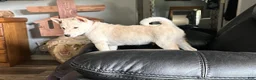 Shiba Inu dogs for sale: Shiba Inu Puppy 4 - Ad 24