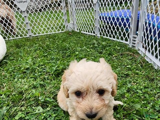 Pomapoo dogs - Ad 16