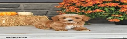 Cavapoo dogs for sale: Daisy - Ad 3