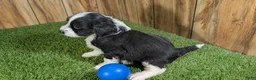 Mini Aussiedoodle dogs for sale: Sunset Girl 2 - Ad 19