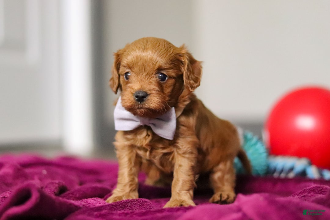 Cavapoo dogs for sale: Irwin - Ad 2