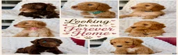 Standard Poodle dogs for sale: Standard Poodle Puppy 7 - Ad 5