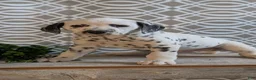 Dalmatian dogs for sale: Alex - Ad 4