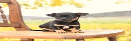 Chihuahua dogs for sale: Felix - Ad 3
