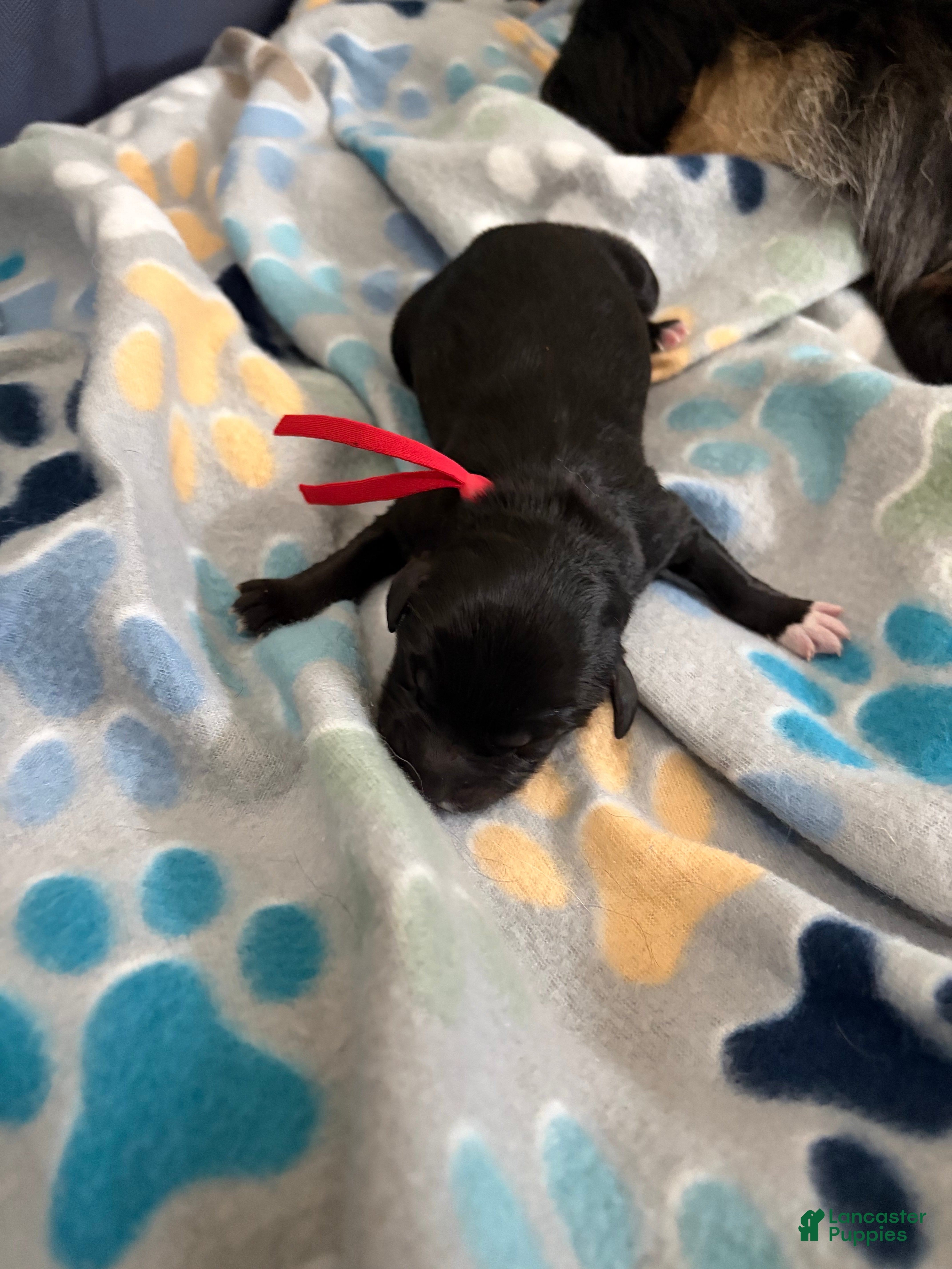 Mixed Breed dogs Mixed Breed Puppy 2 - Ad 36