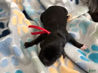 Mixed Breed dogs Mixed Breed Puppy 2 - Ad 36