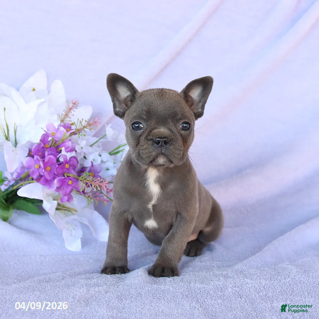 Frenchton dogs for sale: Annie - Ad 1
