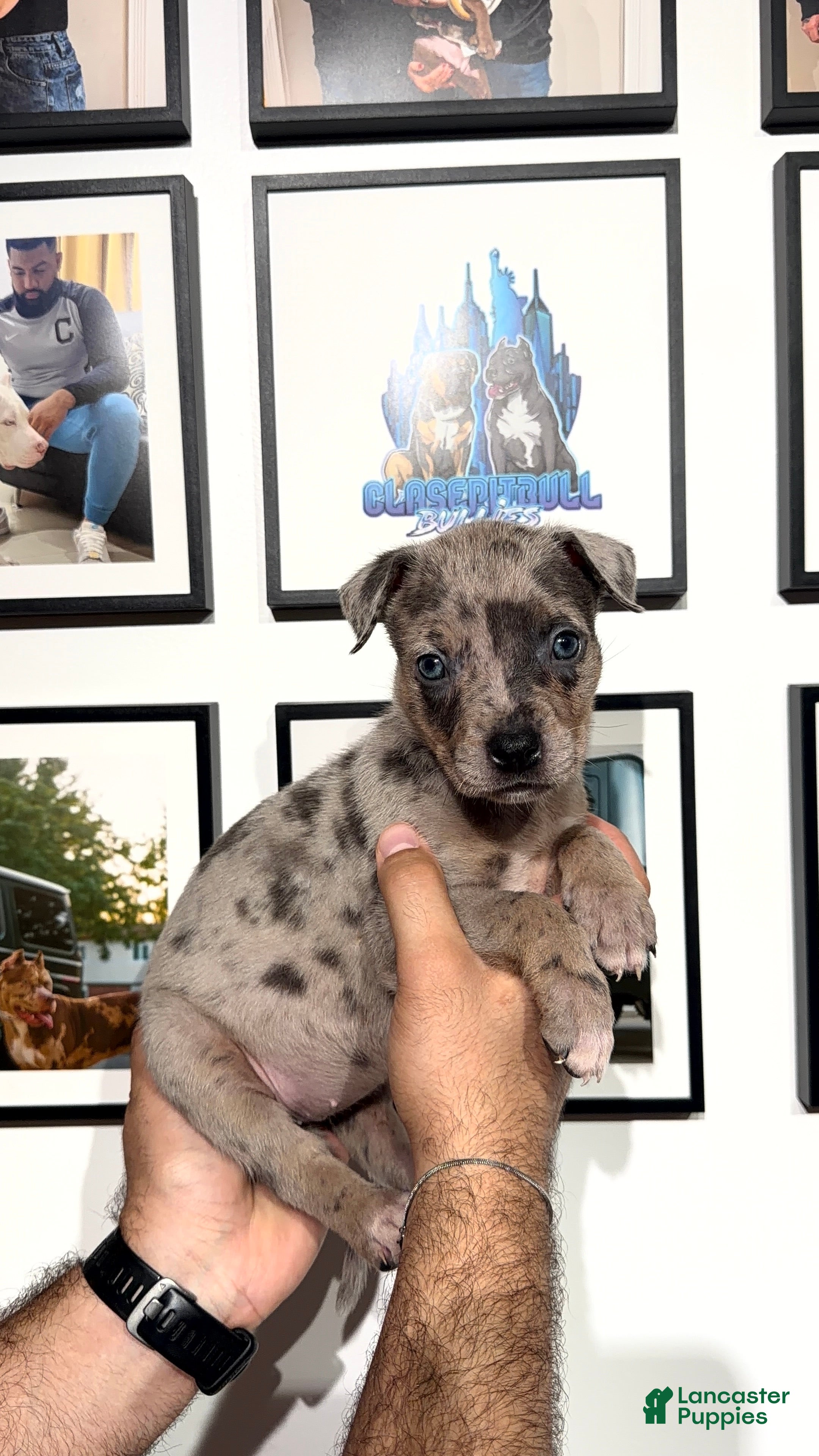 American Bully dogs American Bully 3 - Ad 1