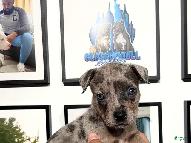 American Bully dogs for sale: American Bully 3 - Ad 1