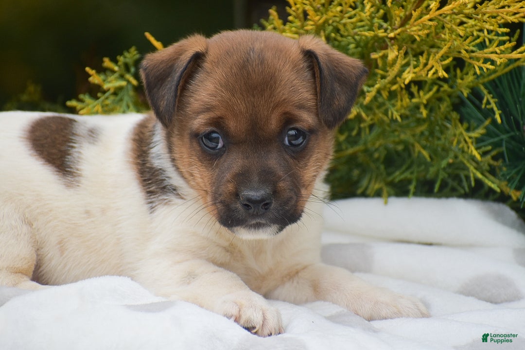 Jack Russell Terrier dogs for sale: Posy - Ad 4