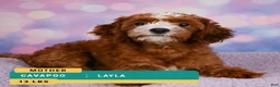 Cavapoo dogs for sale: Connor - Ad 9