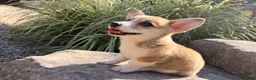 Welsh Corgi Pembroke dogs for sale: Ella - Ad 14