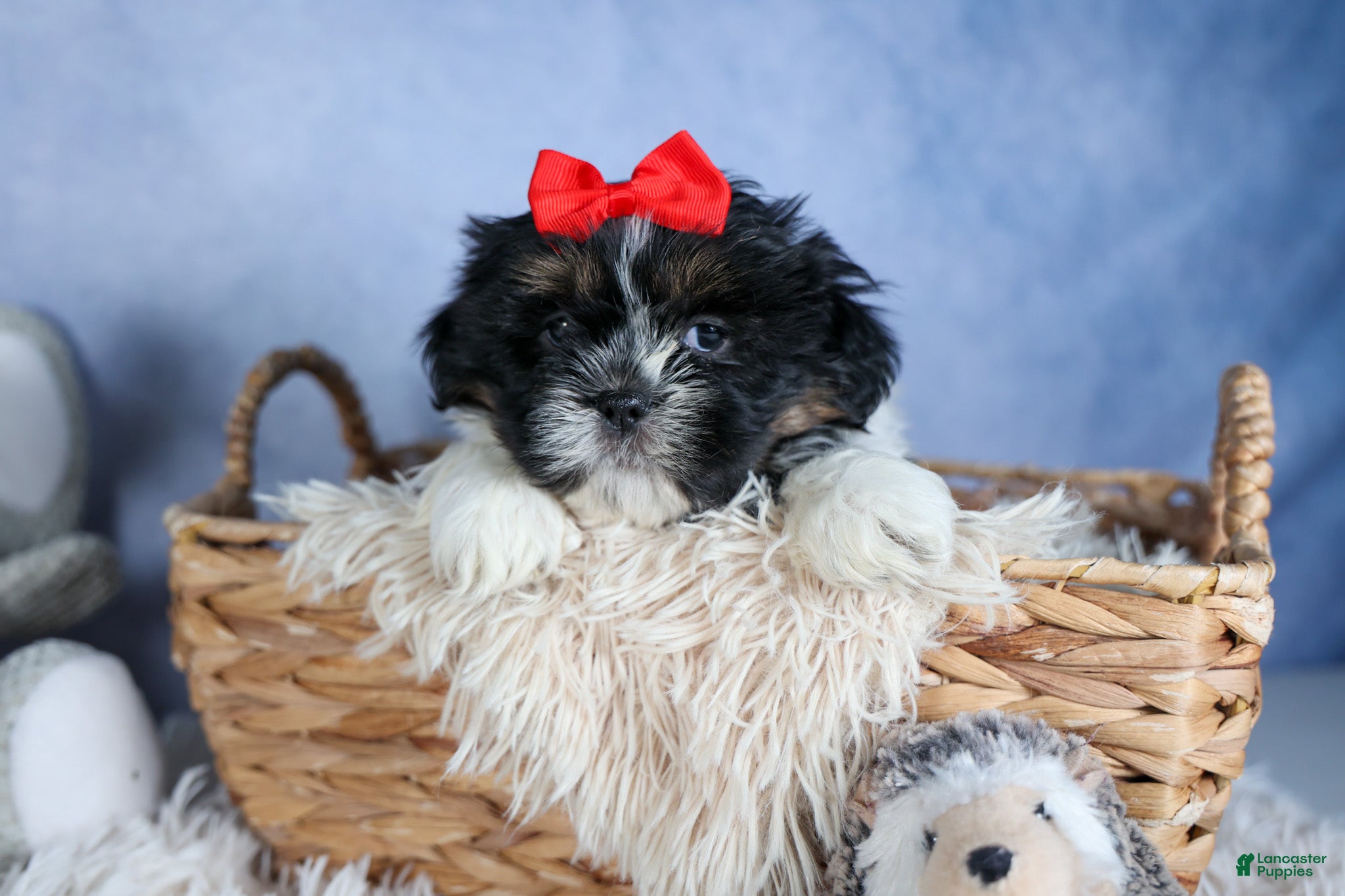 Shih Tzu dogs HENRY - Ad 1