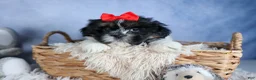 Shih Tzu dogs for sale: HENRY - Ad 1