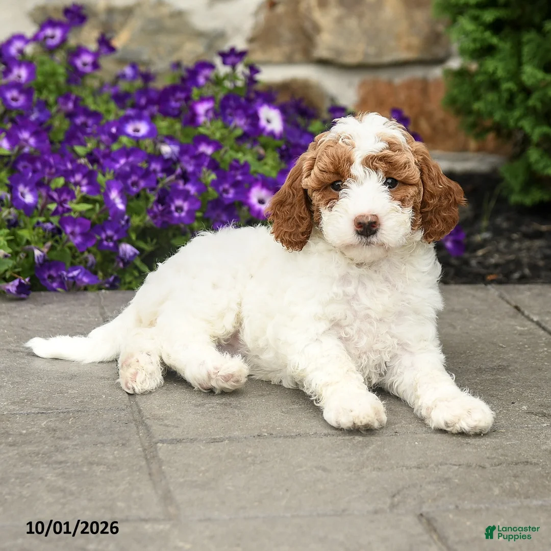 Mini Goldendoodle dogs for sale: Sophia - Ad 2