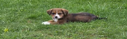 Mixed Breed dogs for sale: Mixed Breed Puppy 2 - Ad 3